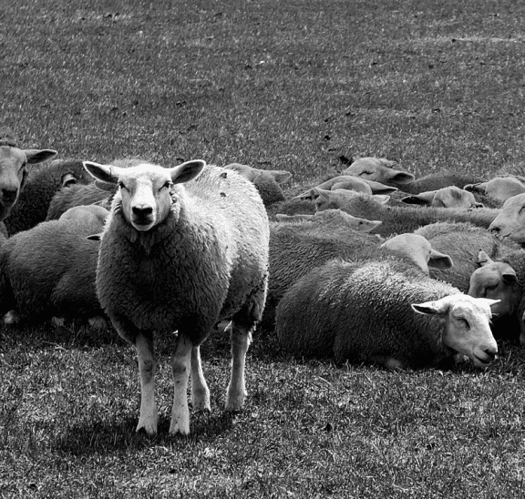 Sheep standing where thoughts become things. Credit Nick Fewings