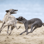 Two dogs chasing Rock-Paper-Scissors Tag Game. Credit Mark Galer