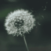 Dandelion in the wind, reflecting the origin of Traffic Jam group initiative