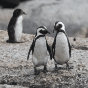 Two penguins standing side by side to illustrate how to form random pairs. Photo credit: Pam Ivey