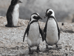 Two penguins standing side by side to illustrate how to form random pairs, ideal for games for 1, 2 or 3 people. Photo credit: Pam Ivey