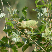 Green chameleon with strategies to adapt to green tree leaves. Credit: KP Bodenstein