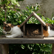 Draw a blank with cat stuck in bird feeder. Credit Taomas Tuma