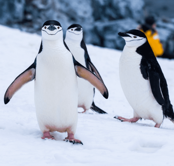 Small group games of three penguins. Credit Derek Oyen