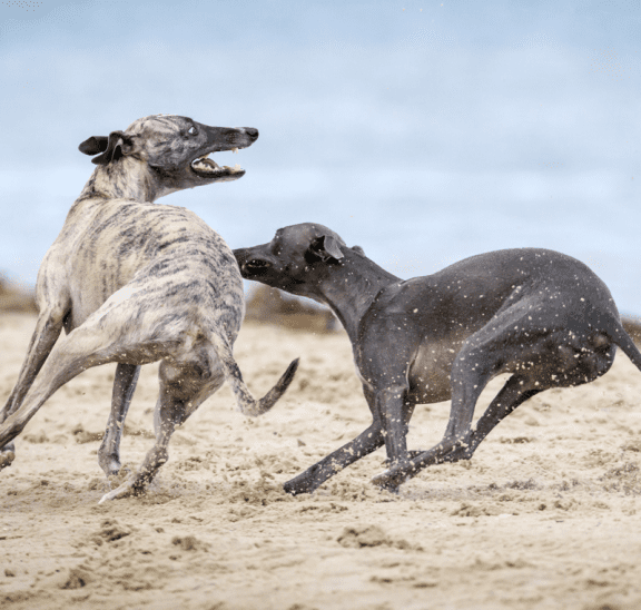 Two dogs chasing Rock-Paper-Scissors Tag Game. Credit Mark Galer