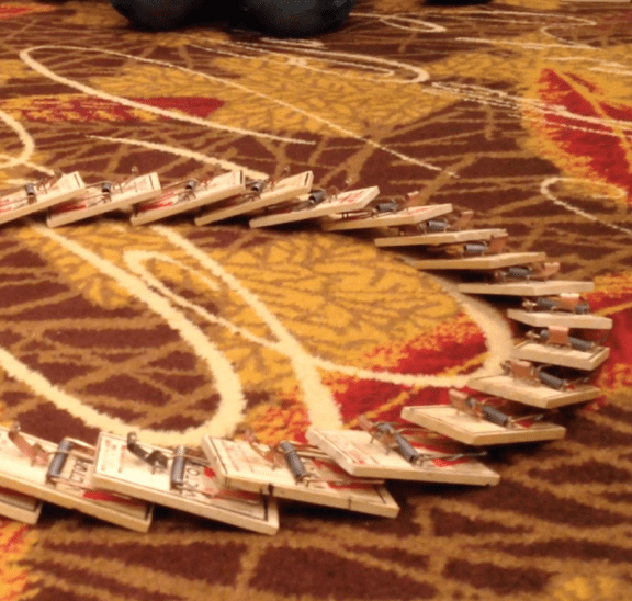 Set-up of a circle of live mousetrap dominoes