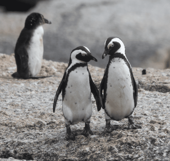 Two penguins standing side by side to illustrate how to form random pairs. Photo credit: Pam Ivey