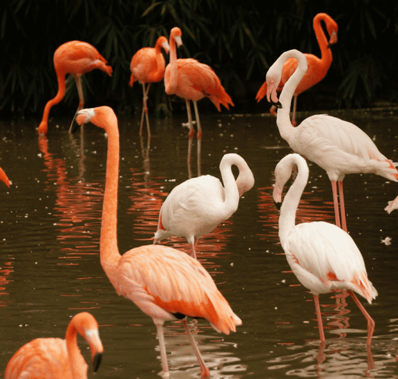 Flock of flamingos wondering how to pick a partner. Photo credit: Yiting Shen