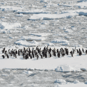 Large group of penguins showing how to grab your group's attention