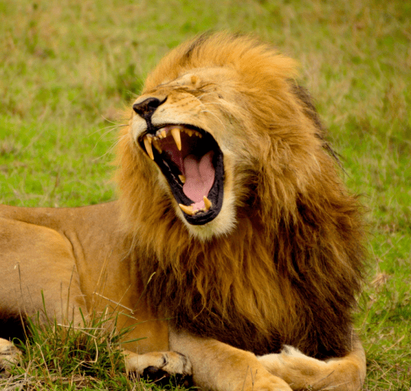 What to do with dominant people like a lion. Photo: Lemuel Butler