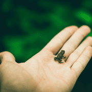 Frog in hand overview of experiential education