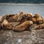 Sea lions on rock to keep your group's attention