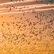 How to work with large groups, flock of bird flying. Credit Farth Bailey