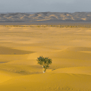 Tree in a desert showing ways to build resilience