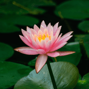 Lotus flower in pond reflecting new wellness programming attributes of playmeo