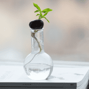 Tiny plant in bottle, to grow as a facilitator