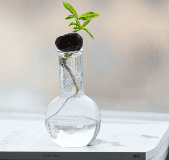 Tiny plant in bottle, to grow as a facilitator