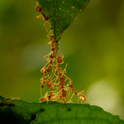 Ants climbing a leaf showing that politicis lives downstream from culture