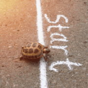 Turtle arriving slowly over start line