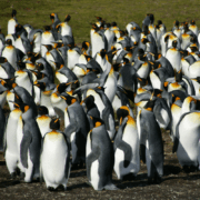Large group programs featuring penguins