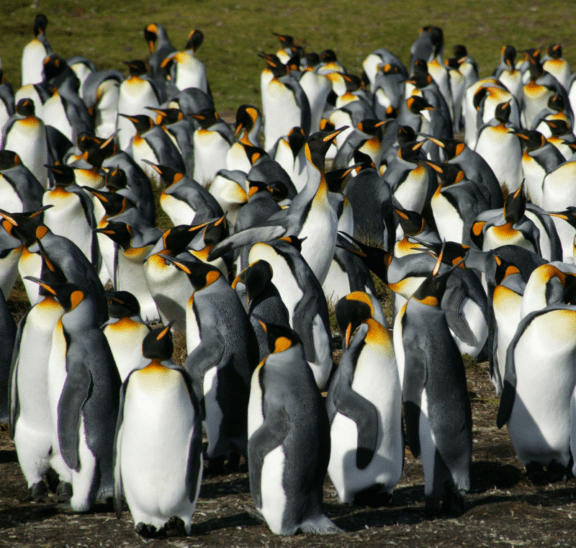 Large group programs featuring penguins