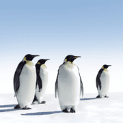 Icebreaker games for small groups of penguins