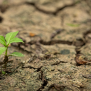 Plant sprouting in cracked earth resilience